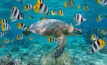 Glass bottom boat